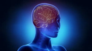 stock-footage-woman-brain-anatomy