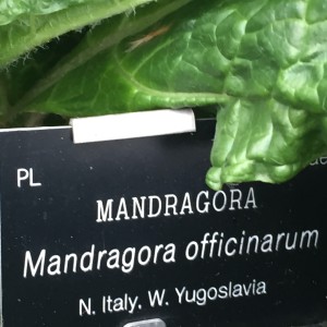 mandrake