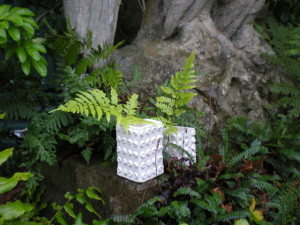 pill_pots_echinacea