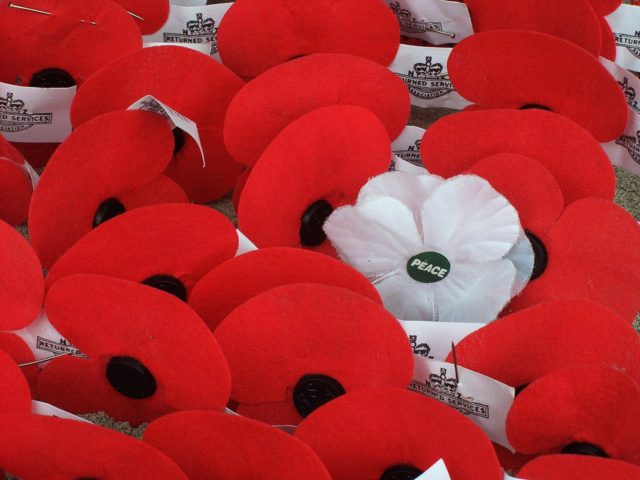 Red Poppies